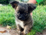 3 chiots mâles Pomchi fauves bringés non LOF de mars 2026 en vente