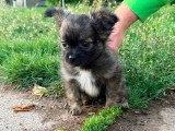3 chiots mâles Pomchi fauves bringés non LOF de mars 2026 en vente