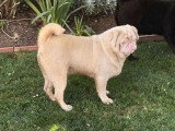 Chien Carlin non LOF à vendre né en mai 2025