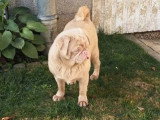 Chien Carlin non LOF à vendre né en mai 2025