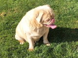 Chien Carlin non LOF à vendre né en mai 2025
