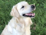 Mâle Golden Retriever disponible pour saillie