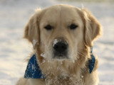 Mâle Golden Retriever disponible pour saillie
