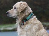 Mâle Golden Retriever disponible pour saillie