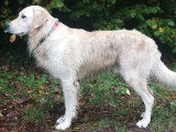 Mâle Golden Retriever disponible pour saillie