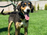 En attente d'adoption : chienne d’un an au pelage tricolore