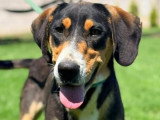 En attente d'adoption : chienne d’un an au pelage tricolore