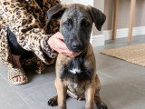 À accueillir : chiot mâle Berger de 2 mois au pelage fauve charbonné