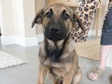 En attente d'un foyer : chiot femelle Berger de 2 mois au pelage fauve charbonné