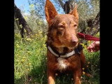 À la recherche d'une famille : chienne de 5 ans au pelage marron