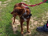 À la recherche d'une famille : chienne de 5 ans au pelage marron