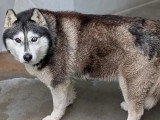 Chienne Husky de Sibérie au pelage noir et blanc de 7 ans en quête d'un foyer