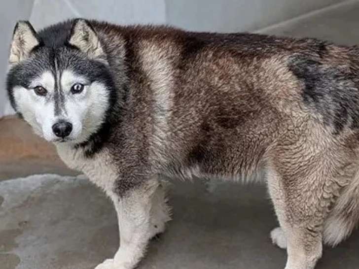 Chienne Husky de Sibérie au pelage noir et blanc de 7 ans en quête d'un foyer
