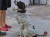 En quête d'un foyer : chienne de 5 ans au pelage marron et blanc