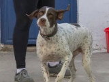 En quête d'un foyer : chienne de 5 ans au pelage marron et blanc