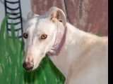 Prêt pour l'adoption : chien Galgo de 2 ans au pelage blanc