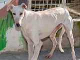 Prêt pour l'adoption : chien Galgo de 2 ans au pelage blanc