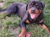 Chien Rottweiler noir et feu d'un an disponible à l'adoption
