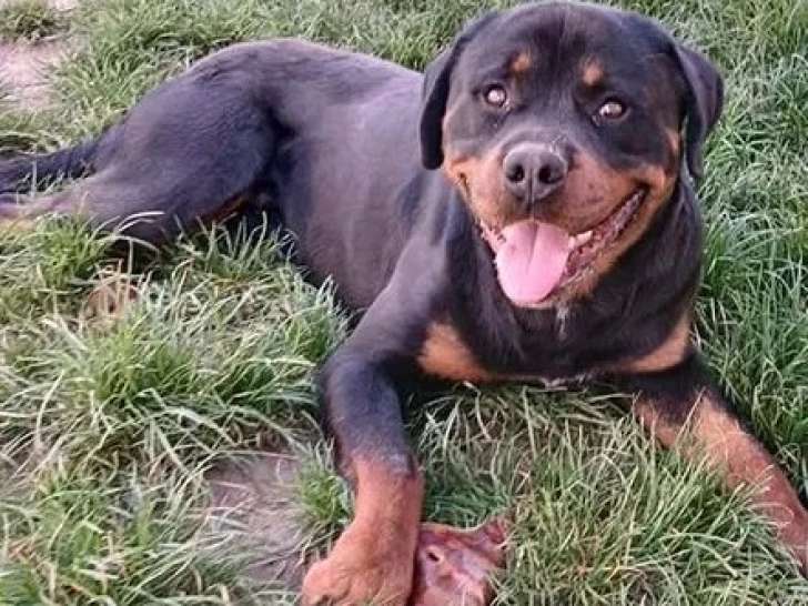 Chien Rottweiler noir et feu d'un an disponible à l'adoption