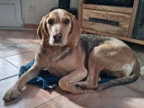 Disponible à l'adoption : chien Anglo-Français de Petite Vénerie de 2 ans