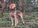 Disponible à l'adoption : chien Anglo-Français de Petite Vénerie de 2 ans