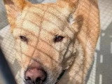 Chien Labrador au pelage fauve de 7 ans à adopter