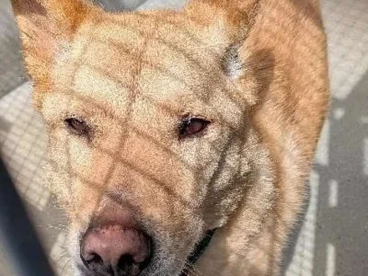 Chien Labrador au pelage fauve de 7 ans à adopter