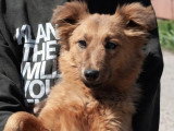 À adopter : chienne d'un an, très active et affectueuse