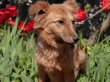 À adopter : chienne d'un an, très active et affectueuse