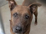 Chien au pelage chocolat de 11 ans en quête d'un foyer