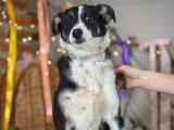 En attente d'adoption : chiot femelle de 8 mois, douce et tendre