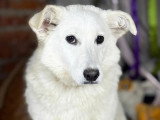 Disponible à l'adoption : chienne de 2 ans, calme et affectueuse