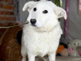 Disponible à l'adoption : chienne de 2 ans, calme et affectueuse