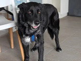 Chien Berger au pelage noir de 12 ans en attente d'adoption