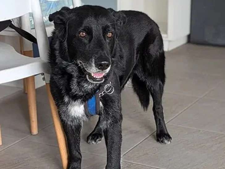 Chien Berger au pelage noir de 12 ans en attente d'adoption