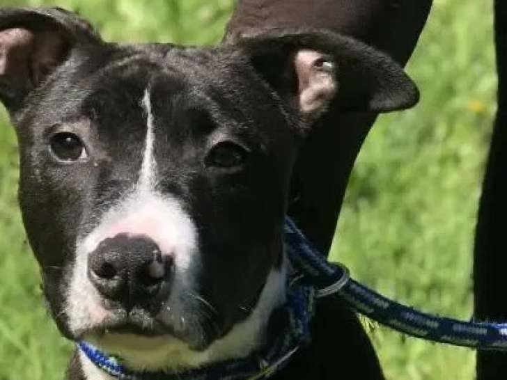 Chiot mâle Dogue de 6 mois à la robe noire en attente d'un foyer