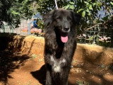 En attente d'un foyer : chienne de 6 ans au pelage noir et blanc