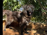 En attente d'un foyer : chienne de 6 ans au pelage noir et blanc