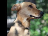 À la recherche d'une famille : chienne de 5 ans au pelage noir et beige