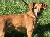 Chien Ratier de Prague au pelage roux de 11 ans à la recherche d'une famille