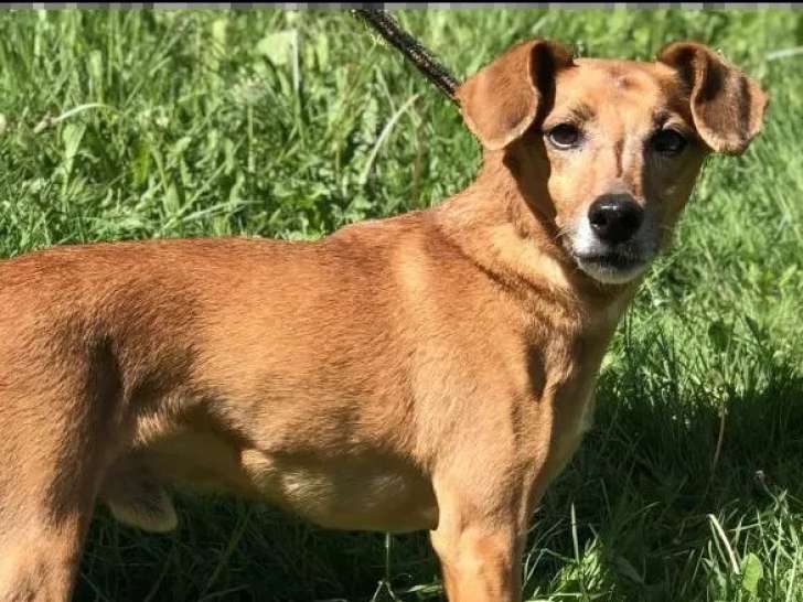 Chien Ratier de Prague au pelage roux de 11 ans à la recherche d'une famille