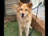 À adopter : chien de 4 ans au pelage beige