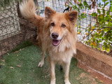 À adopter : chien de 4 ans au pelage beige