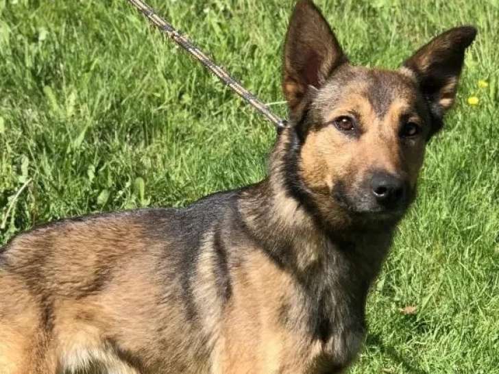 Chien Berger Malinois fauve charbonné d'un an disponible à l'adoption