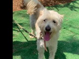 En quête d'un foyer : chien de 6 ans au pelage blanc