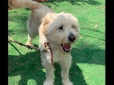 En quête d'un foyer : chien de 6 ans au pelage blanc