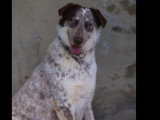 Chiot femelle au pelage arlequin de 11 mois en attente d'un foyer