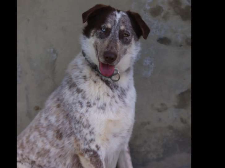 Chiot femelle au pelage arlequin de 11 mois en attente d'un foyer
