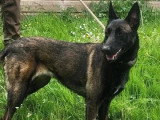 Chienne Berger Malinois au pelage fauve charbonné de 3 ans en attente d'adoption