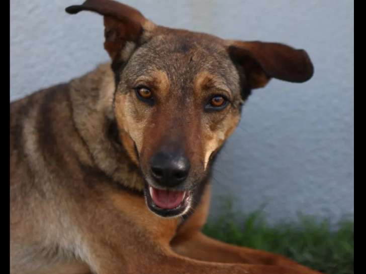 Chienne au pelage marron de 3 ans à la recherche d'une famille